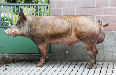 Boar Breeding Boars Pig Free Photo On Pixabay