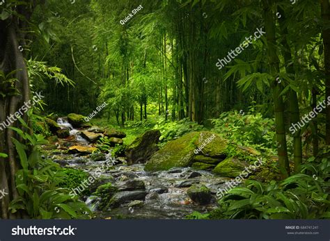Tropical Jungle Stock Photo 684741241 Shutterstock