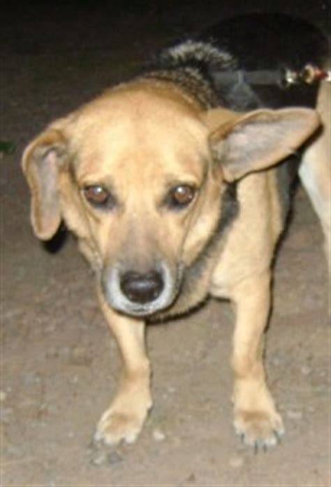 When a baby starts shaking their head, you may be concerned that something is wrong. Why is my dog shaking his head all the time - MISHKANET.COM