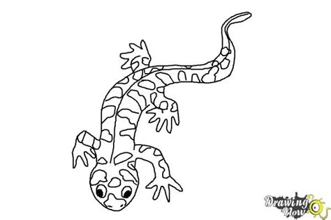 How To Draw A Salamander How To Draw A Salamander Step By Step Easy
