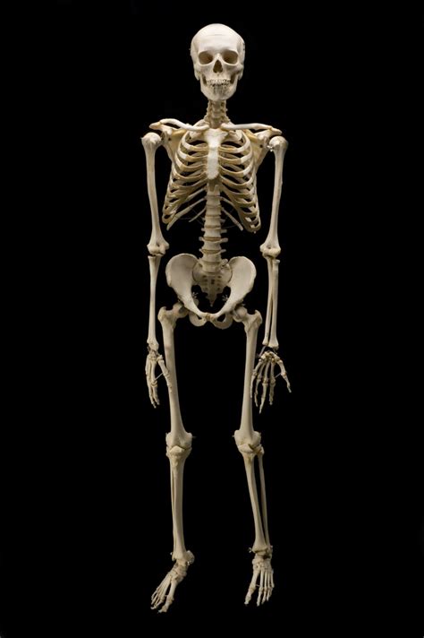 Real Bones Of The Body