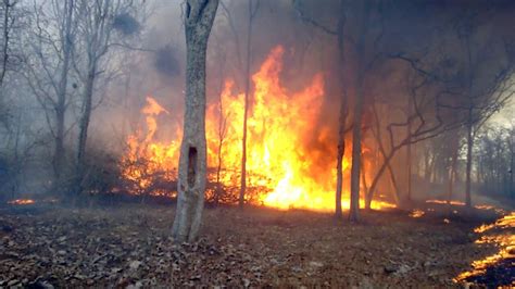 Forest Fire That Ravaged Bandipur Tiger Reserve Was Sparked By Humans