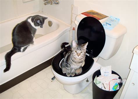 In reality, it's very much possible to train a cat to use the toilet and forget about those filthy litter boxes for good. How To Train A Cat To Use The Toilet Kit