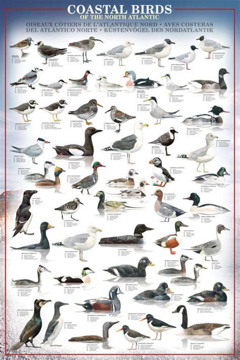 Coastal Birds Athena Posters
