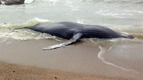 Juvenile Humpback Whale Carcass Washes Ashore On Bay Area Beach Nbc