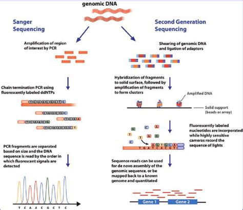 Comparison Between Sanger Sequencing And Next Generation Sequencing