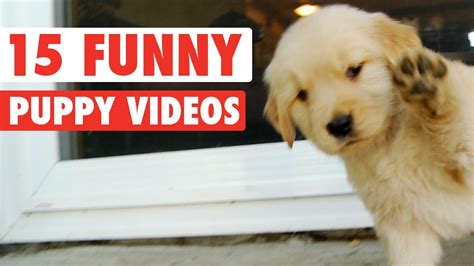 15 Funny Puppy Pet Video Compilation 2016 Youtube