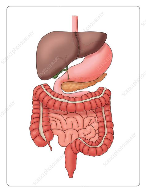 This subreddit is for people having gallbladder trouble, preparing for gallbladder removal, or a place to discuss. Normal Digestive System - Stock Image - C036/5684 ...