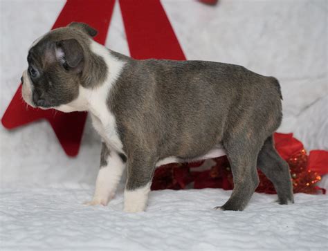 Akc Registered Boston Terrier For Sale Warsaw Oh Female Bella Rare