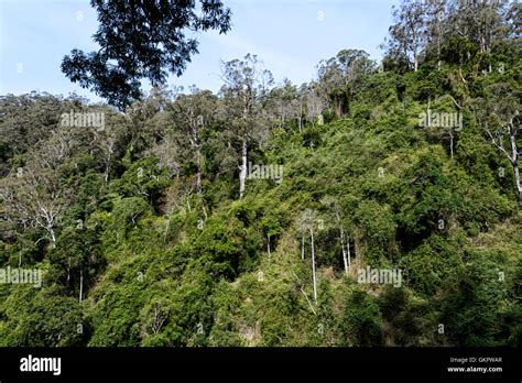 Lush Temperate Rainforest Hi Res Stock Photography And Images Alamy