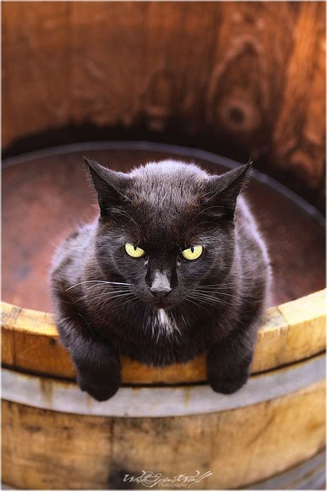 Little Grumpy Black Cat Pinterest