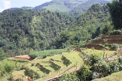 Terrced Fields in Sapa, Vietnam | Tours, Popular travel, Travel sites