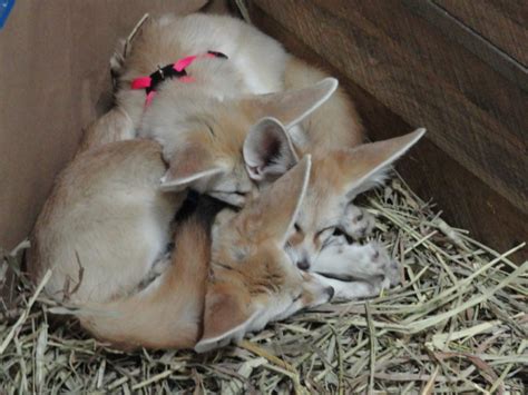 Baby Fennec Foxes And Momma Are Guests At The Childrens Museum
