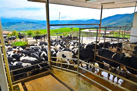 Desa dairy farm is known as the small new zealand in sabah. Kundasang Dairy Farm (Desa Cattle) | My Beautiful Borneo ...
