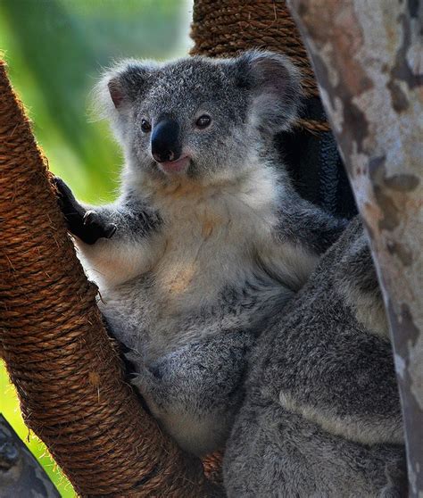Koalas Are The Most Adorable Marsupials On Earth
