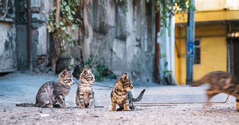Your cat's heart rate, breathing and body temperature can offer clues he's dying. Why Do Cats Run Away From Home? - ZooAwesome