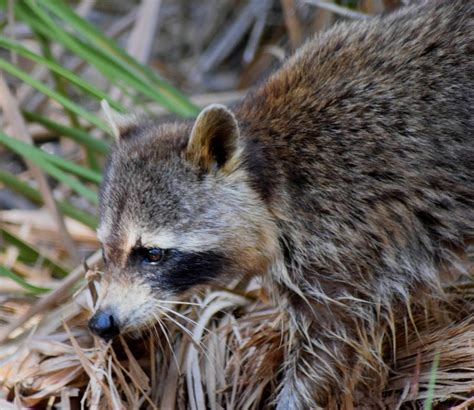 Raccoon Hunting For Food 1 Photograph By Sheri Mcleroy Fine Art America