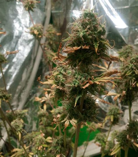 Northern Lights Feminized Seeds For Sale By Seedstockers Herbies Seeds