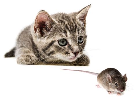 Kann Man Katzen Lebende Mäuse Füttern Expertenrat