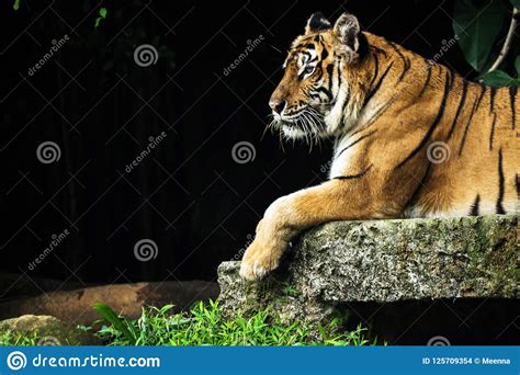 Tigre De Bengala En Bosque Foto De Archivo Imagen De Gato