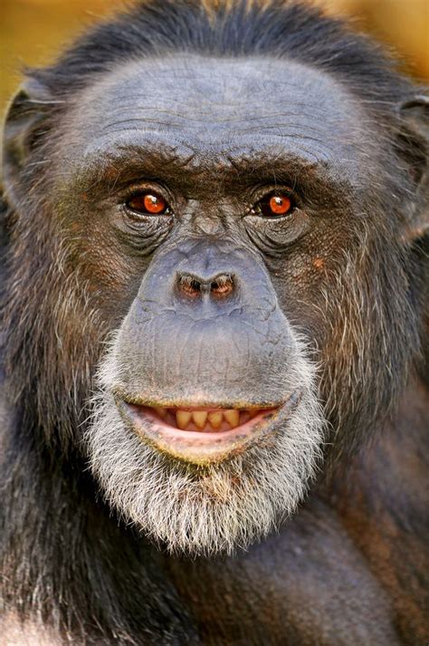 Portrait Of The Male Chimpanzee Chimpanzee Monkeys Funny Animal Faces