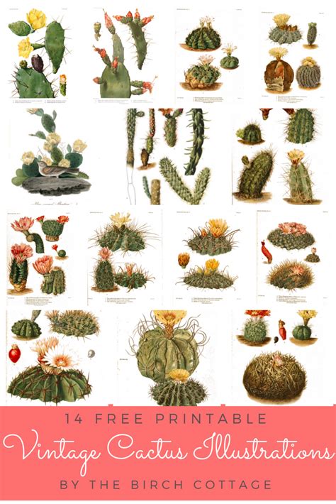 14 Printable Vintage Cactus Illustrations For Your Southwest Decor