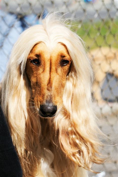 Afghan Hound Breed Information and Photos | ThriftyFun