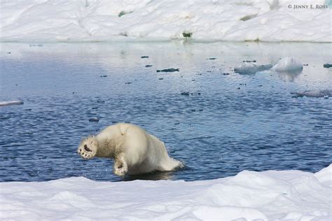 Polar Bears 2 Life On Thin Ice