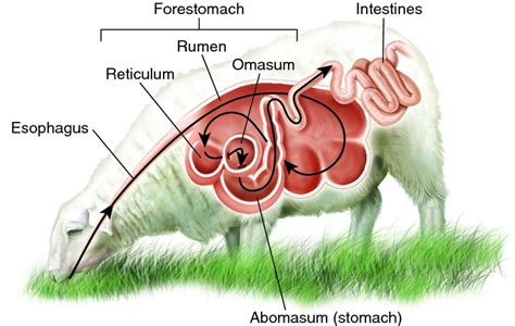 Digestive System Animal Productive Systems Assignment