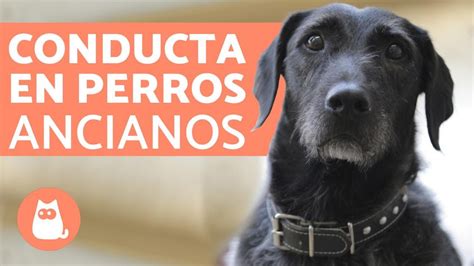 La crusa del rottweiler aleman. PERROS ANCIANOS 🐶 Problemas de Comportamiento Habituales - YouTube