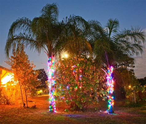 Christmas Palm Trees Christmas Palm Tree Backyard Christmas Lights