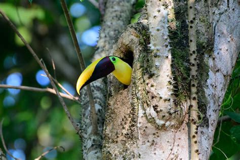 Toucan Facts And Beyond Biology Dictionary