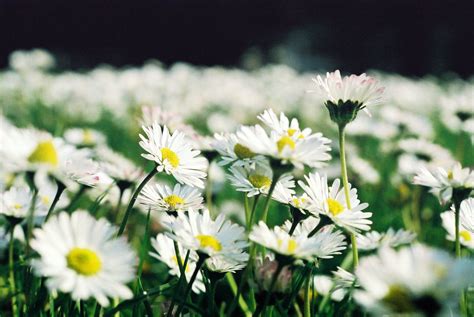 Free Field Of Daisies Stock Photo