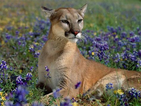 They are wildlife that stand for courage, pride, and strength and are used as a symbol of royalty for a long time. Download Bilder für das Handy: Tiere, Puma, kostenlos. 8680