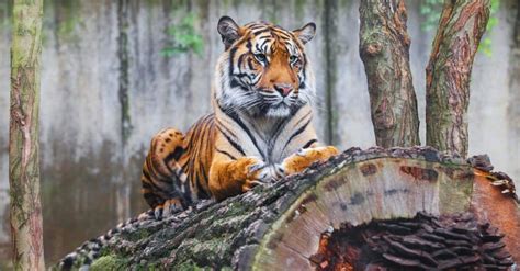 Sumatran Tiger Animal Facts Panthera Tigris Sumatrae Az Animals