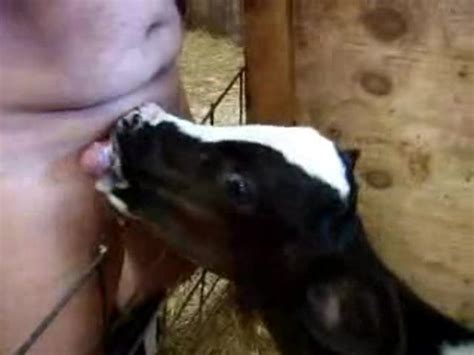 Man With Small Dick Gets A Blowjob By Farm Animal Zoo Tube 1