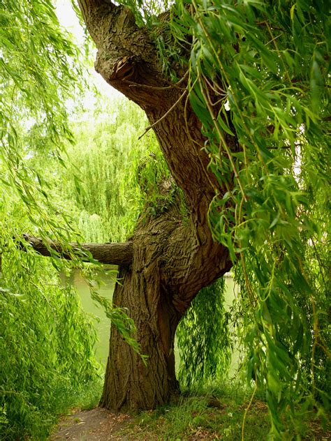 Willow Tree Free Stock Photo Public Domain Pictures
