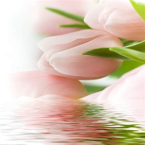 Top 79 Pink Tulips Wallpaper Incdgdbentre