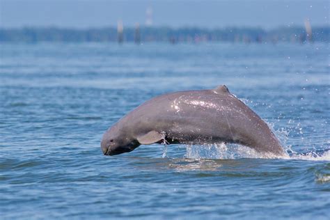 6 Endangered Dolphin Species American Oceans