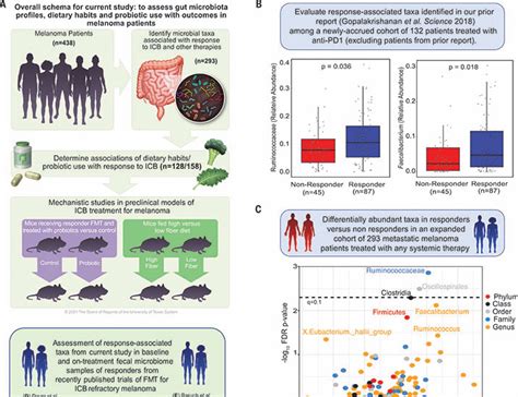 Dietary Fiber And Probiotics Influence The Gut Microbiome And Melanoma