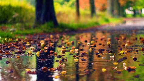 Colorful Leaves On Rainfall Water In Colorful Blur Bokeh Background Hd Rain Wallpapers Hd