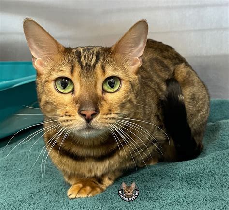 Available Bengal Rescue