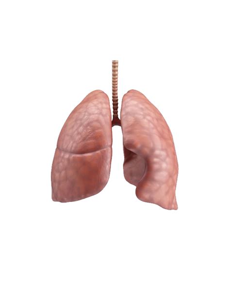 Lungs Png