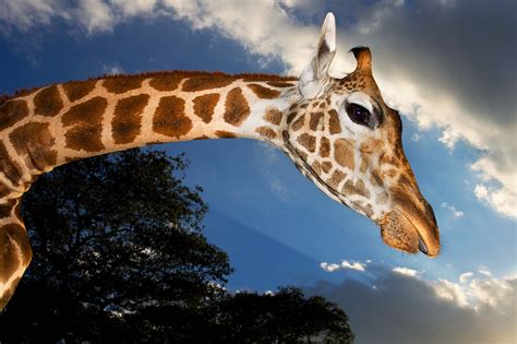What Does The Giraffe Say Scientists Find The Answer Wired