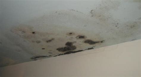 Following a few simple steps can help you on your way to a clean and. Ceiling Mold Growth | Learn the Cause and How to Prevent ...