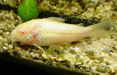 Jenis Ikan Corydoras Paling Populer Dan Terlengkap Bhadrasana