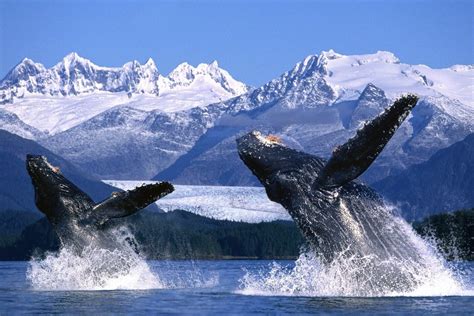 Una Mirada A La Alaska Más Salvaje El Reino De Las Orcas Y Los