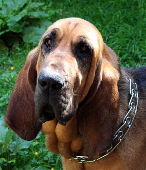 Bloodhound Dog Breed Information Pictures And More