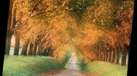 Top 10 Most Amazing Tree Tunnels Youtube