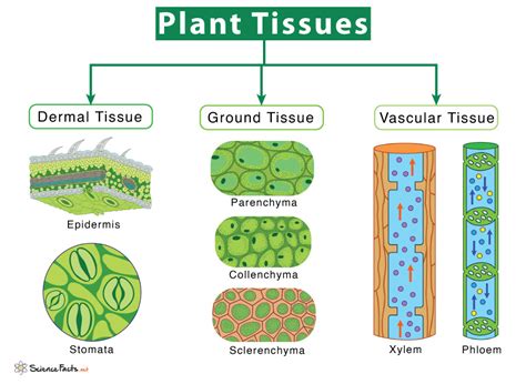 Top 172 Vascular Tissue In Animals